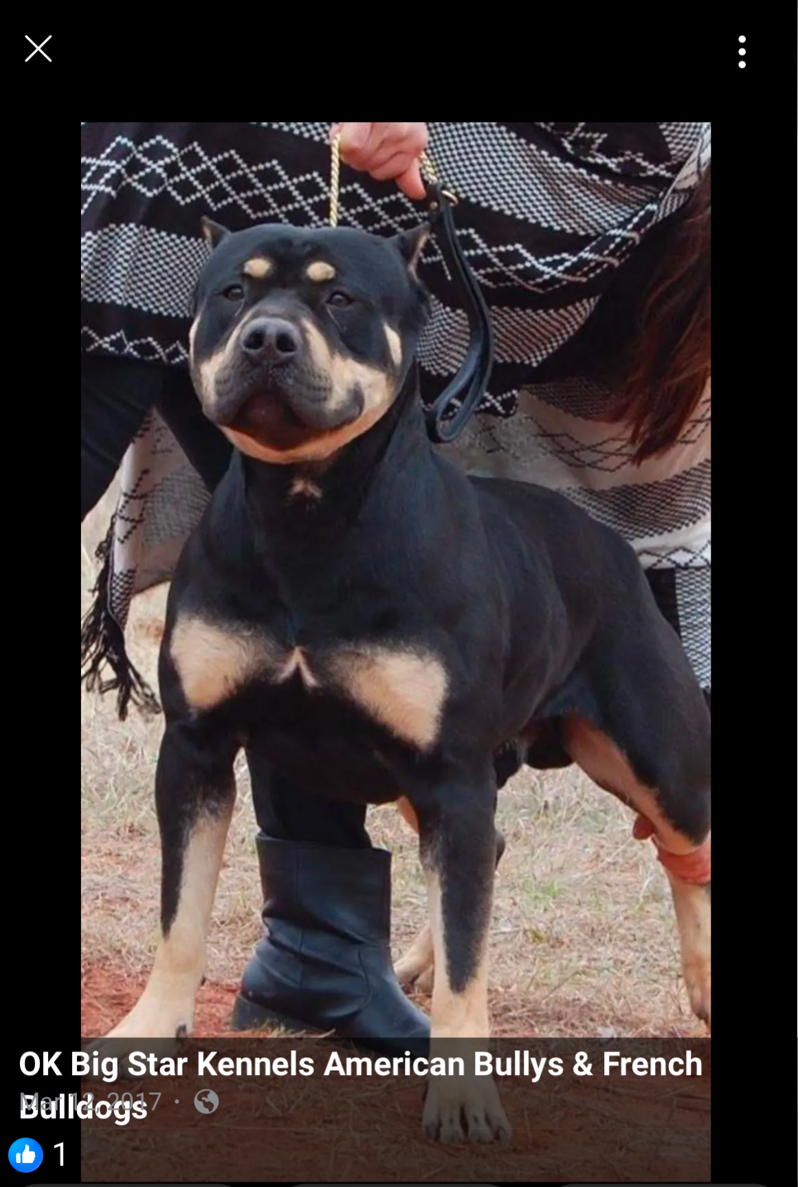 Dog Featured Image