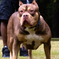 Dog Featured Image