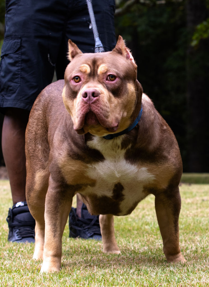 Dog Featured Image
