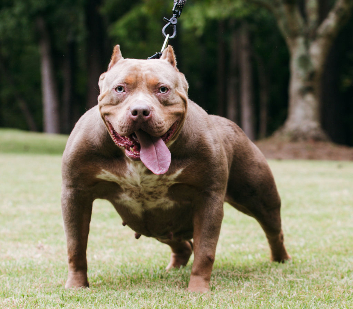 Dog Featured Image