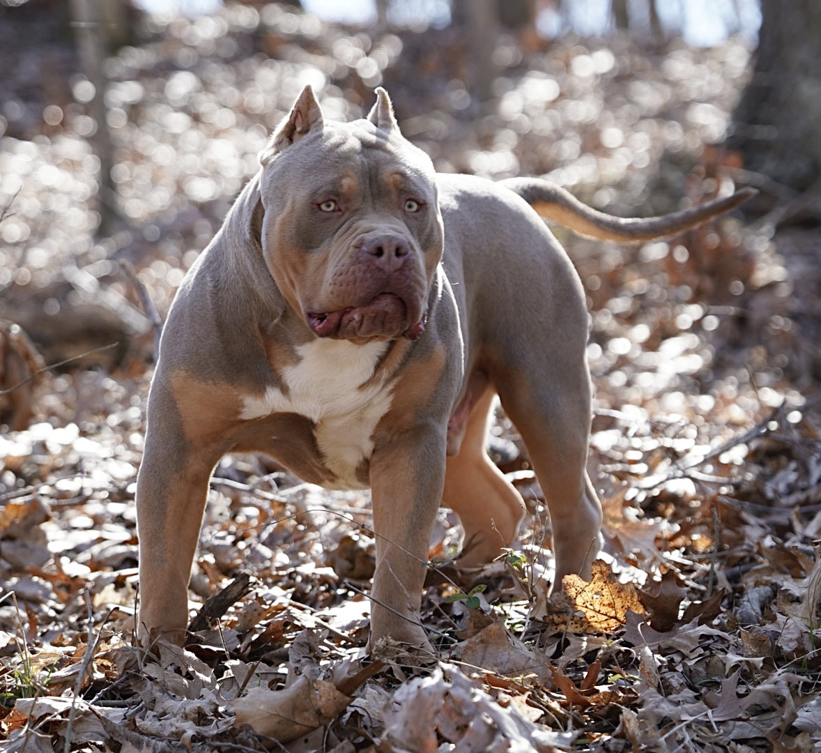 Dog Featured Image