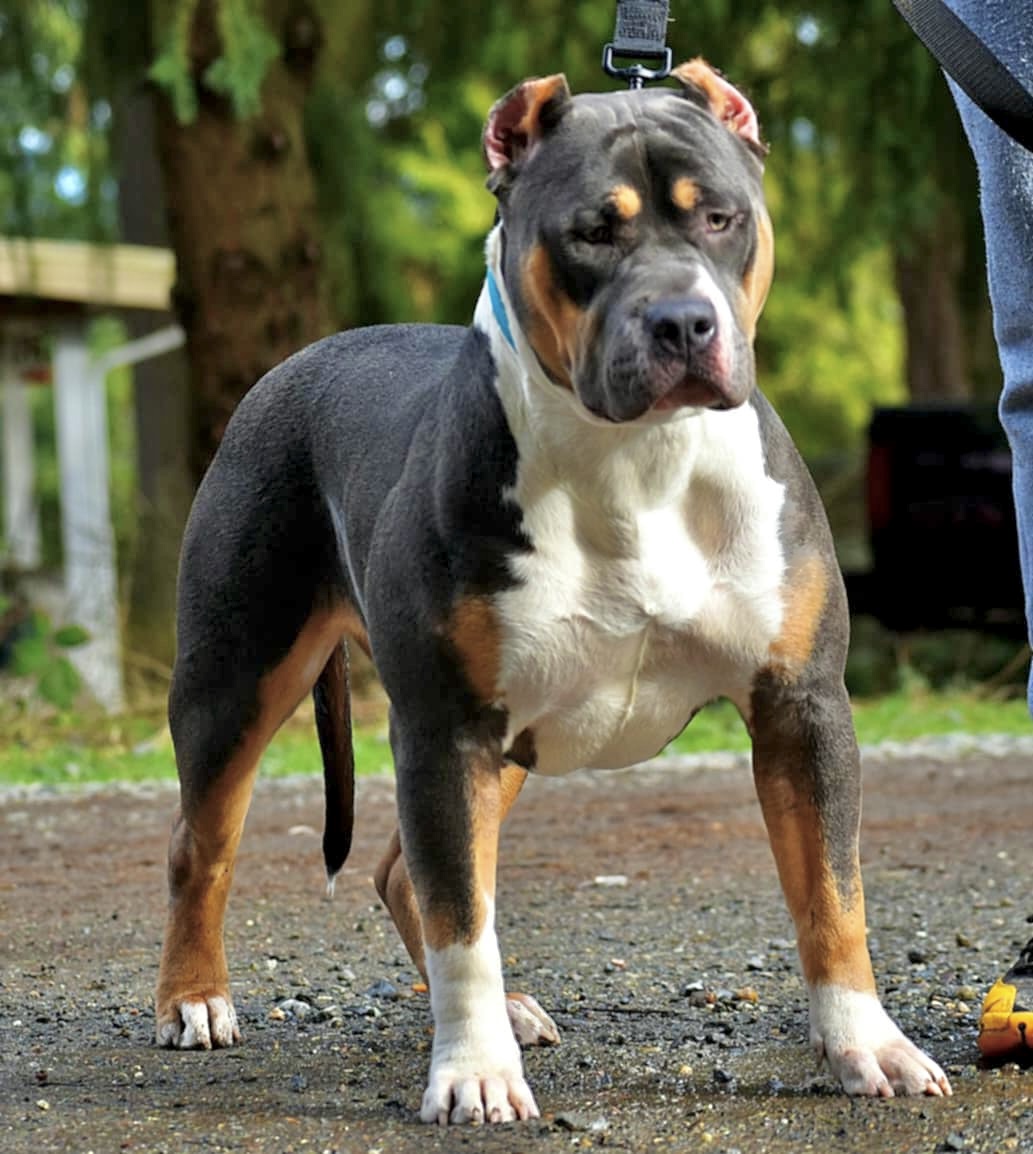Dog Featured Image
