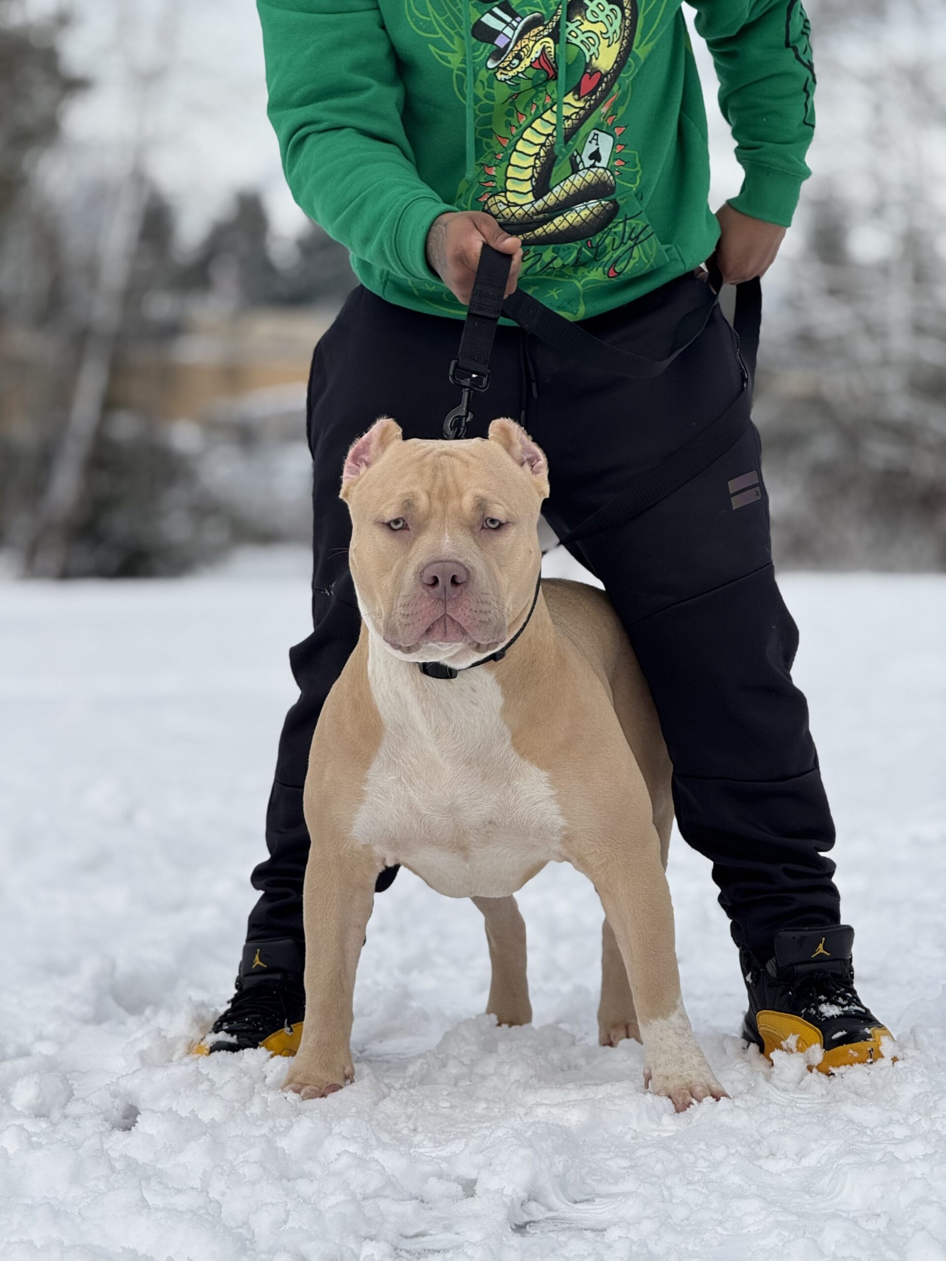 Dog Featured Image