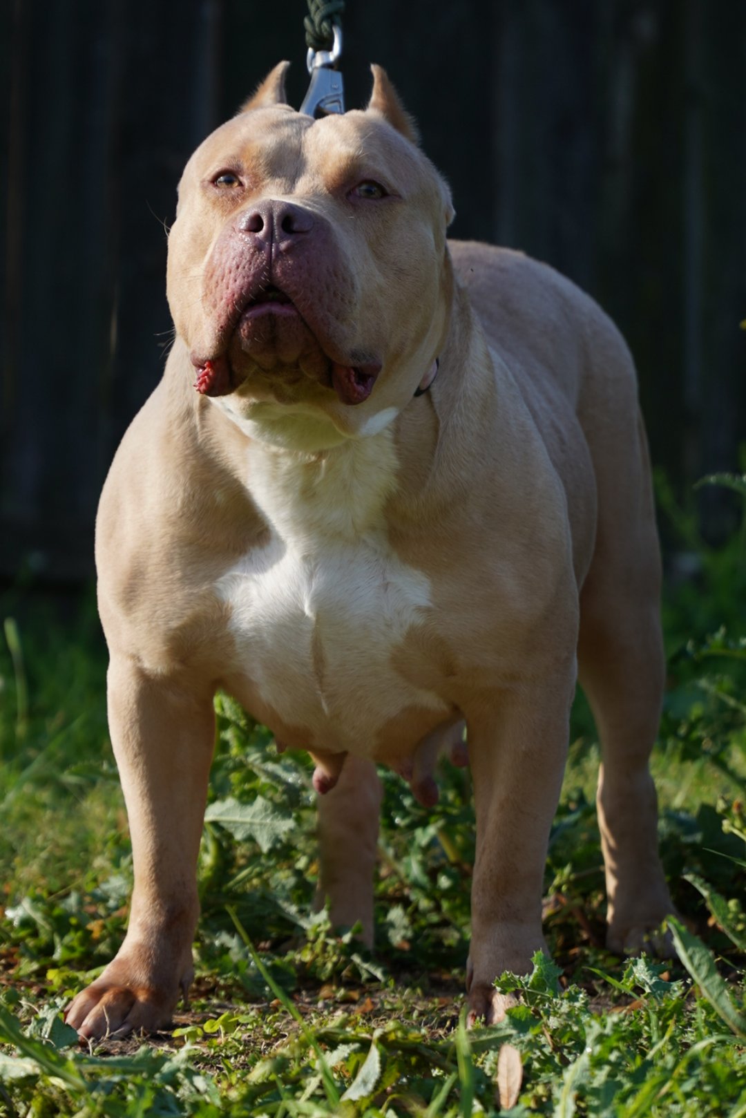 Dog Featured Image