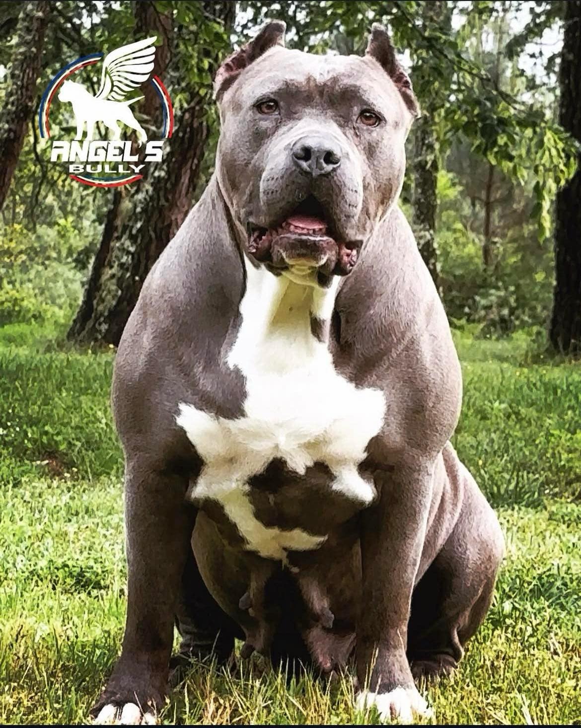 Dog Featured Image