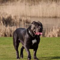 Dog Featured Image