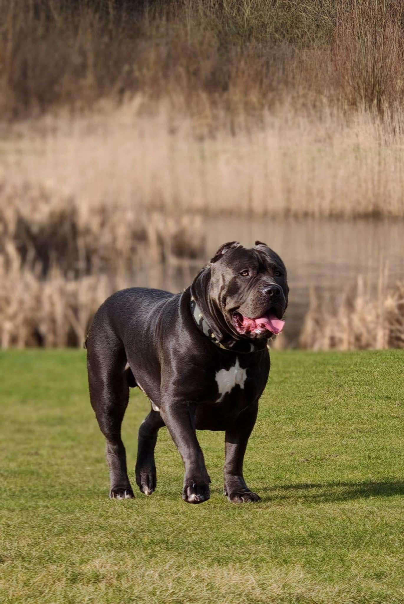 Dog Featured Image