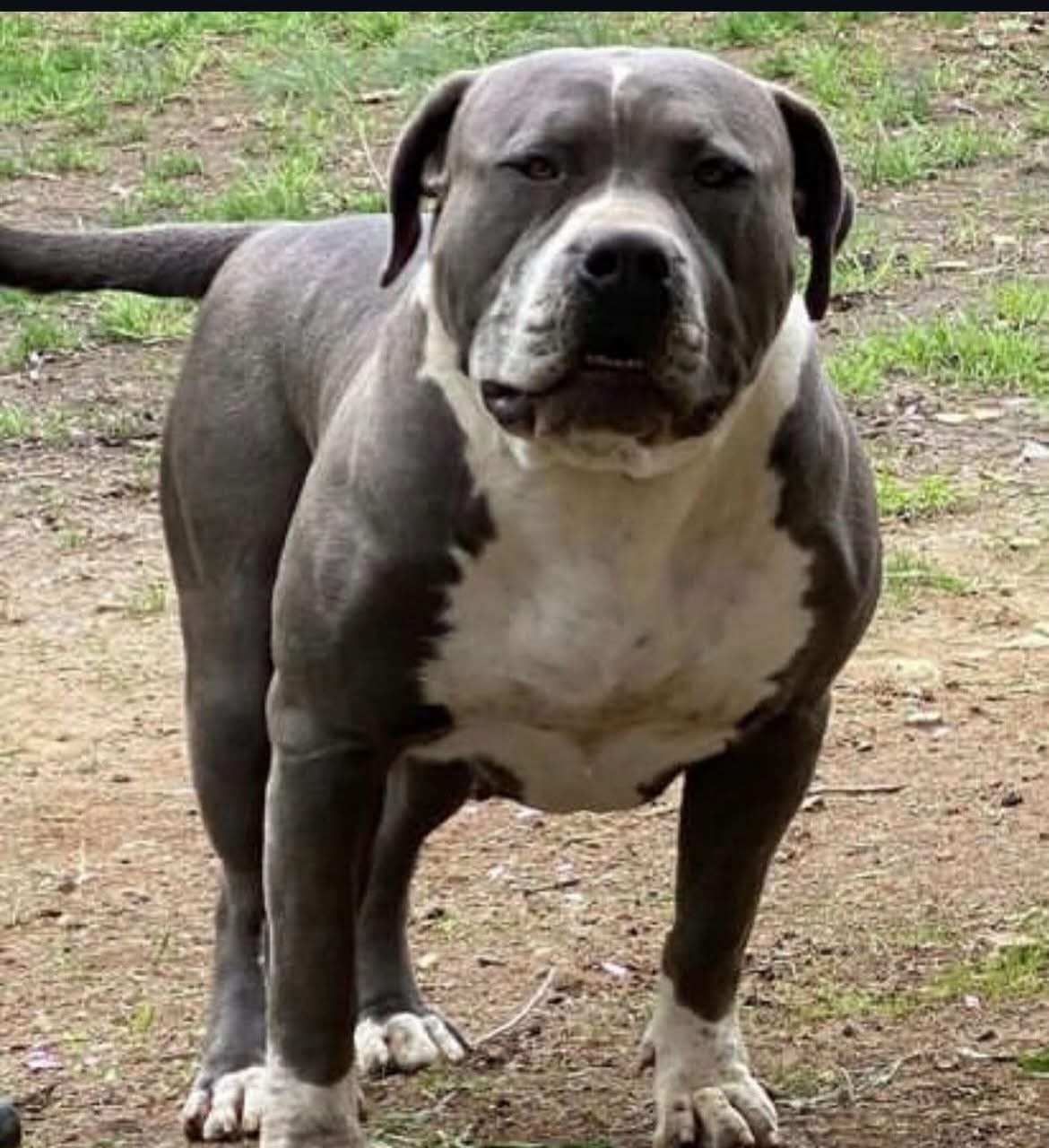 Dog Featured Image