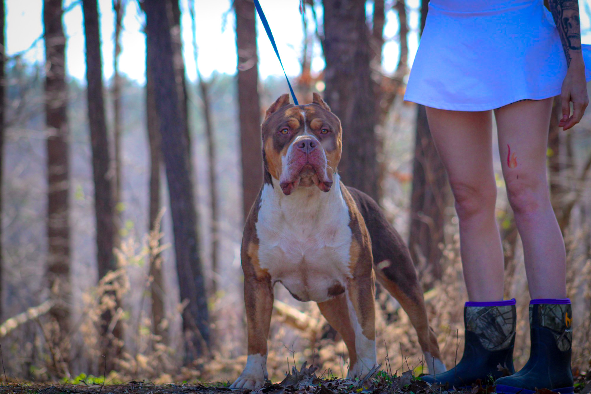 Dog Featured Image
