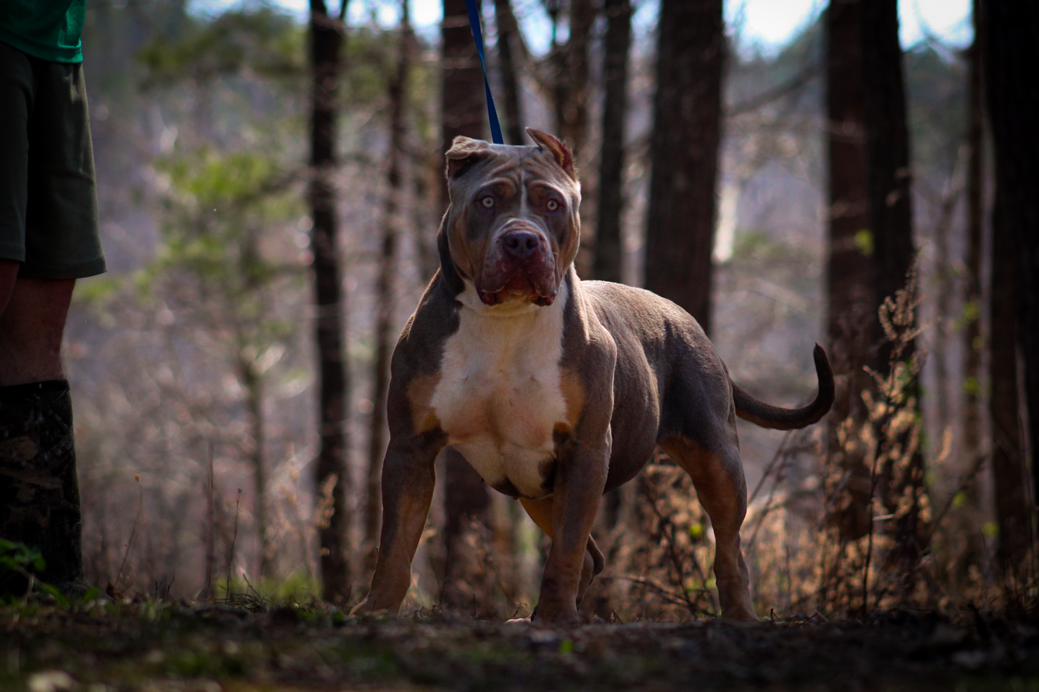 Dog Featured Image