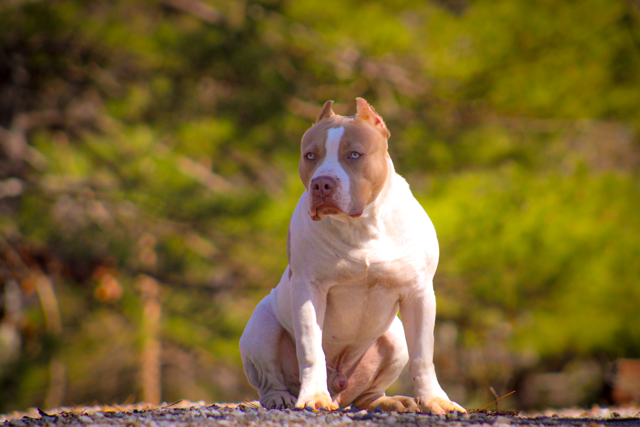 Dog Featured Image