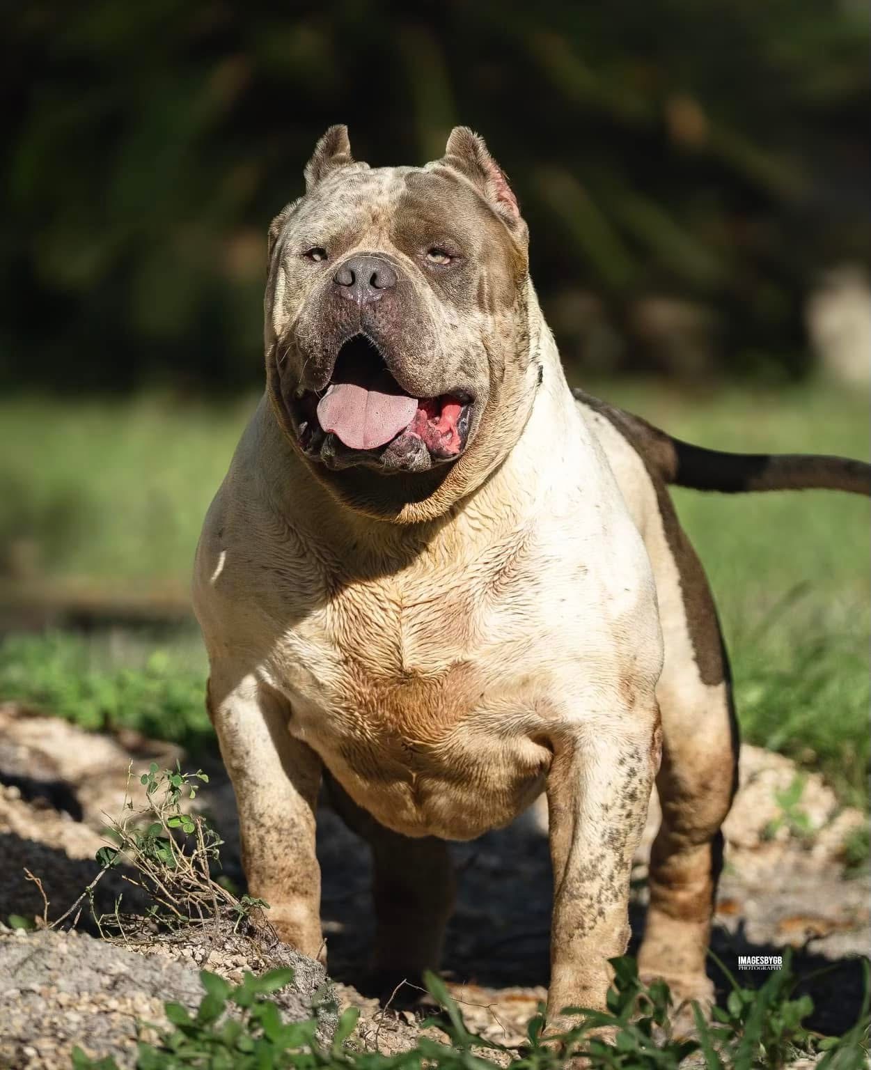 Dog Featured Image