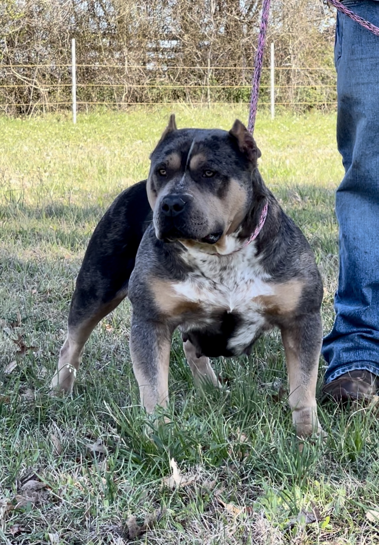 Dog Featured Image