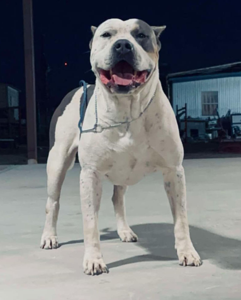 Dog Featured Image
