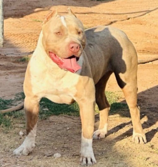 Dog Featured Image