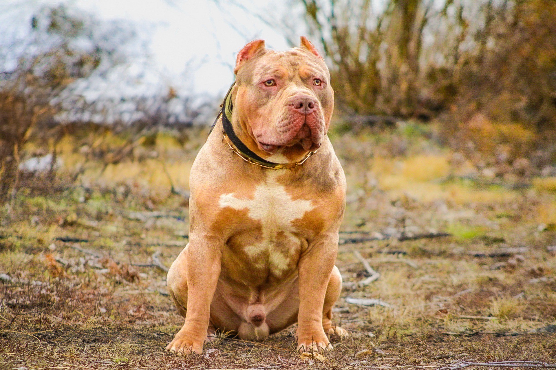 Dog Featured Image