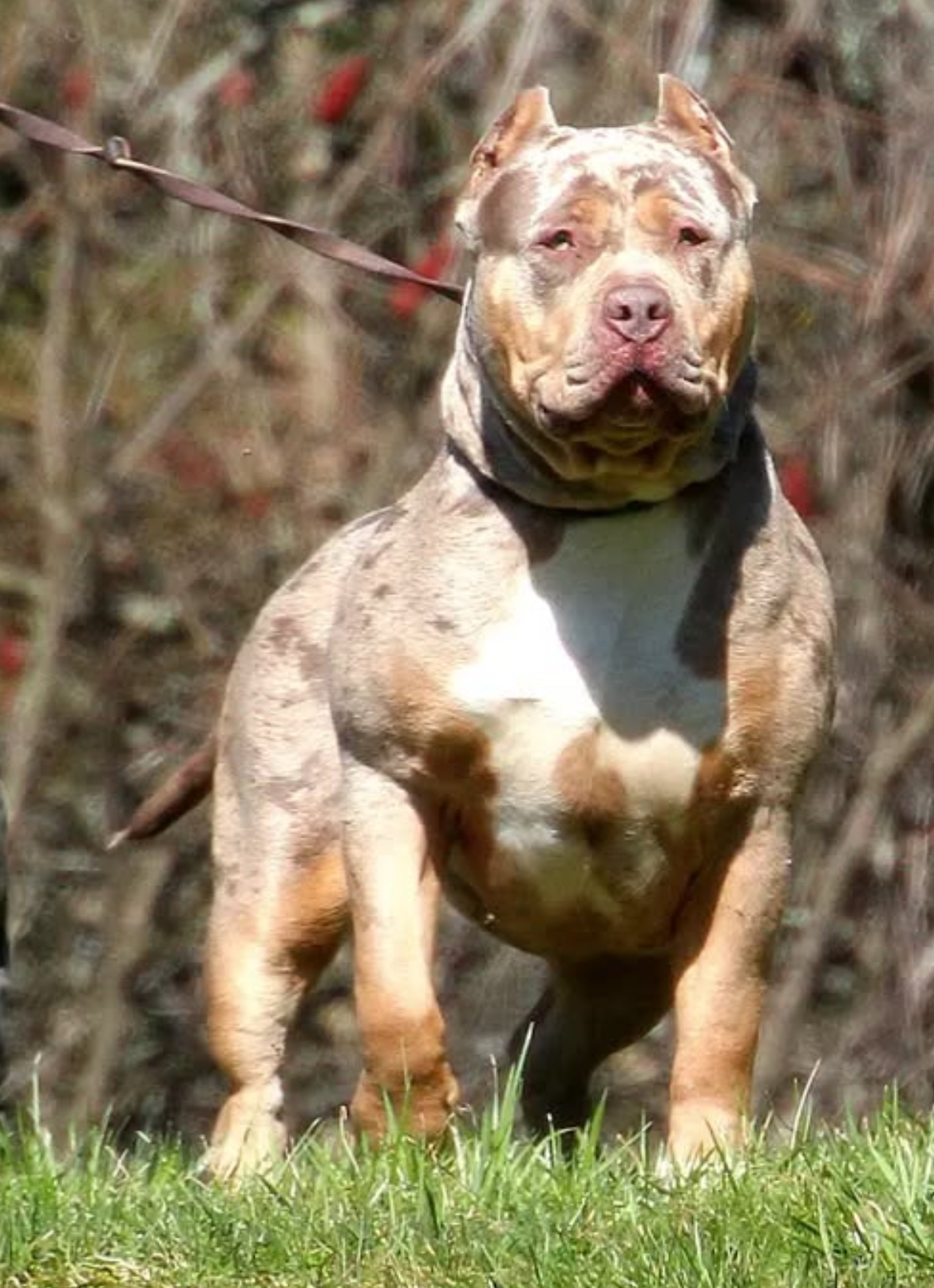 Dog Featured Image