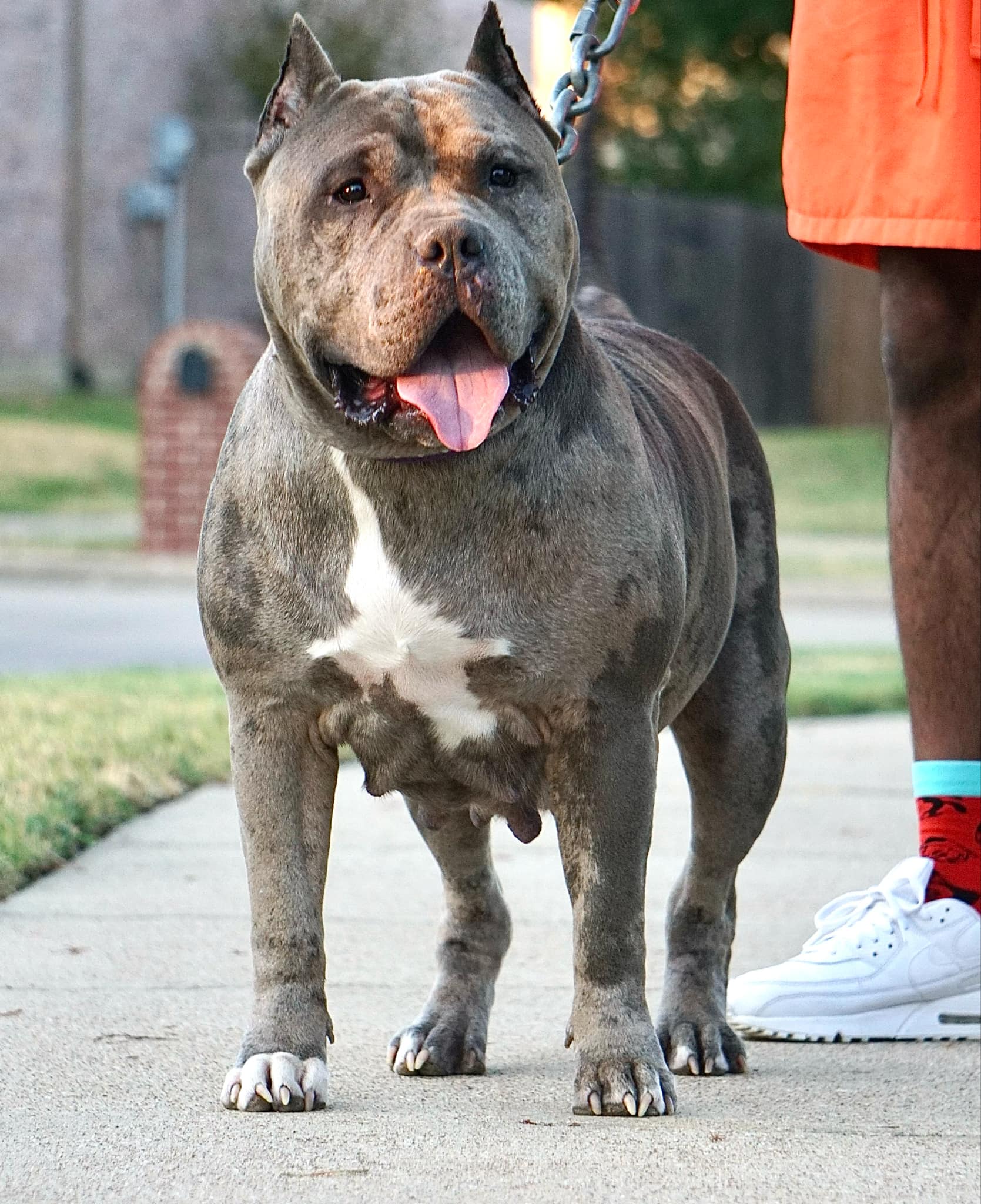 Dog Featured Image