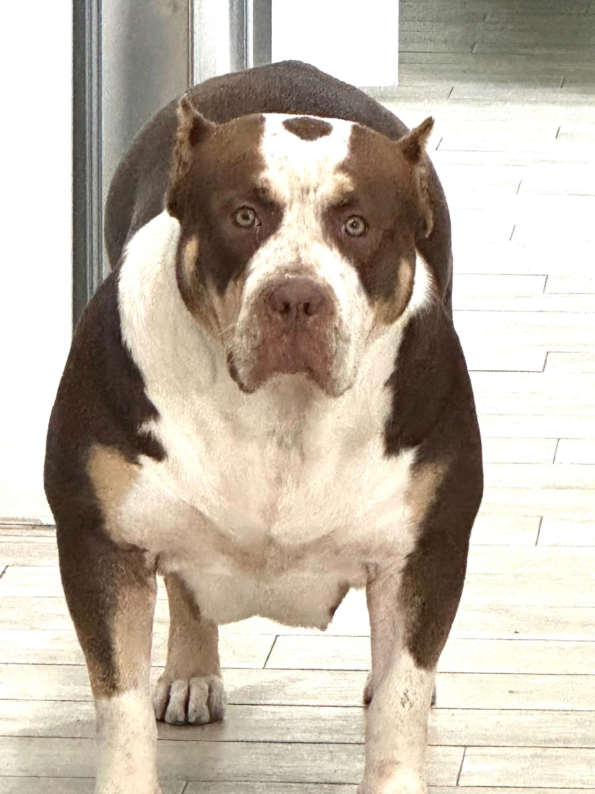 Dog Featured Image