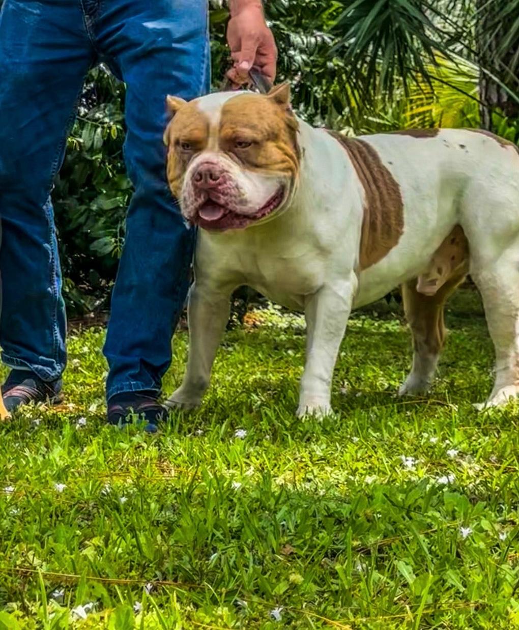 Dog Featured Image