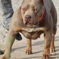 Dog Featured Image