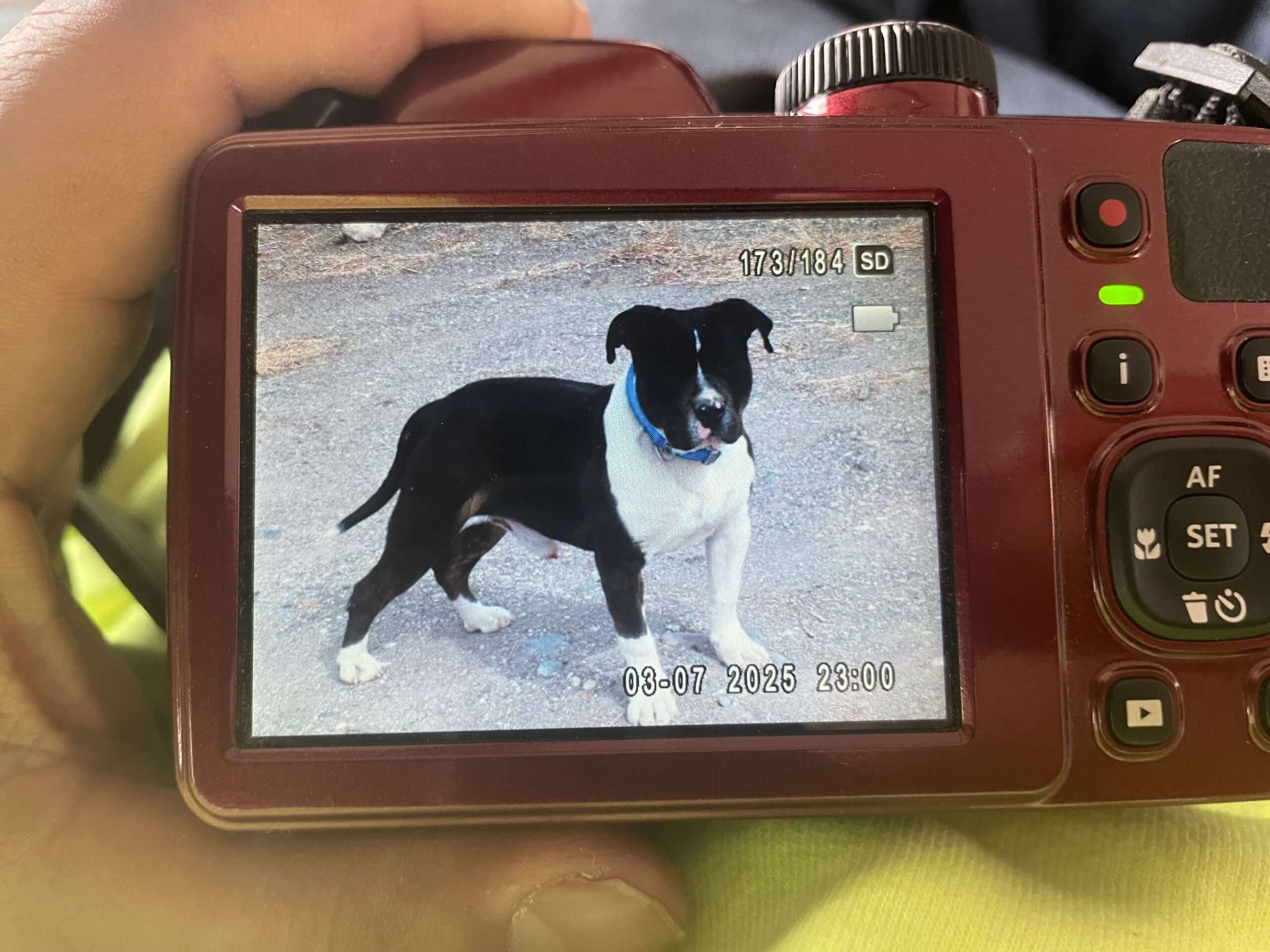 Dog Featured Image