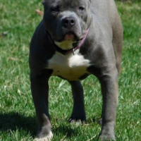 Dog Featured Image
