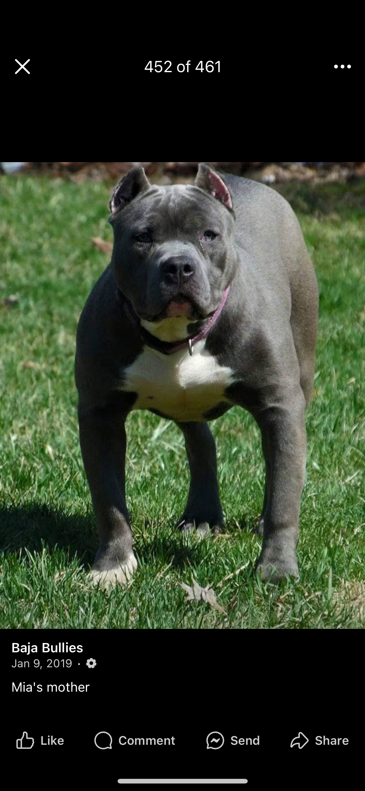 Dog Featured Image