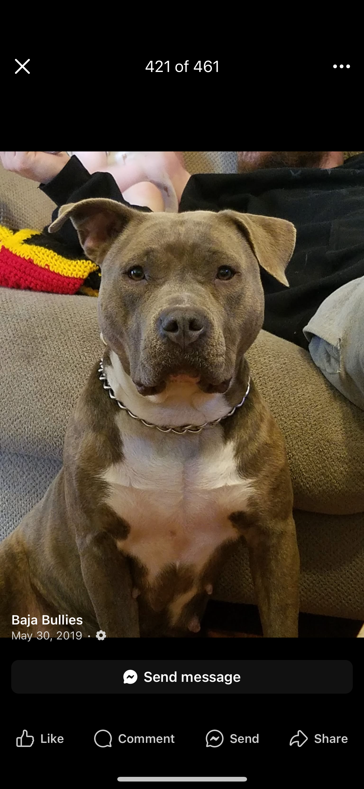 Dog Featured Image