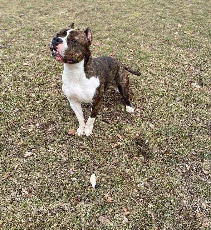 Dog Featured Image