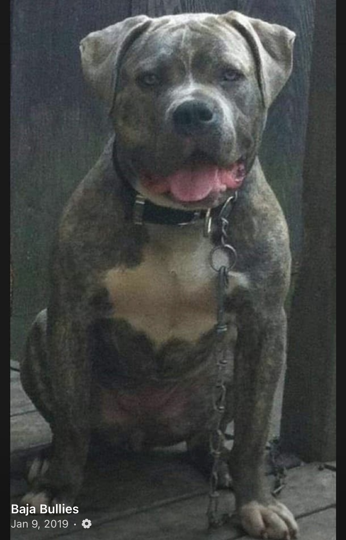 Dog Featured Image