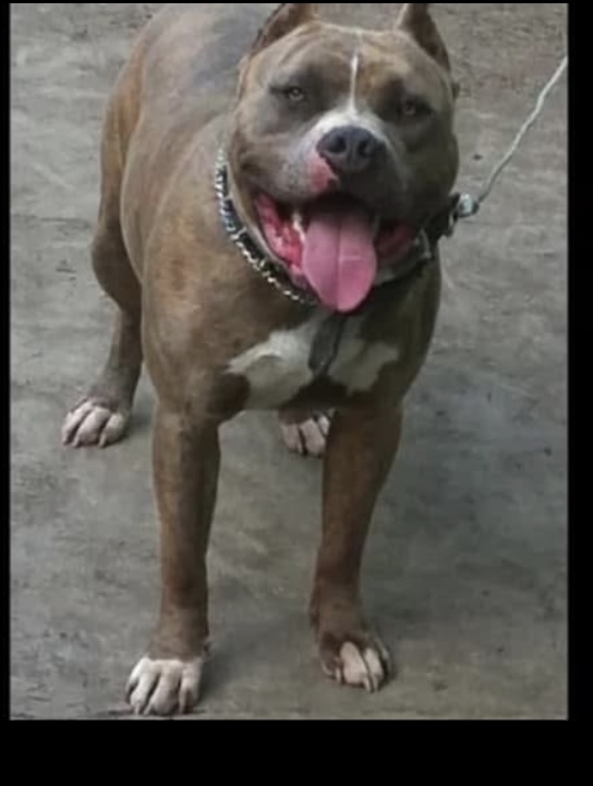 Dog Featured Image