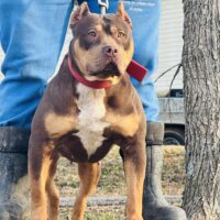 Dog Featured Image