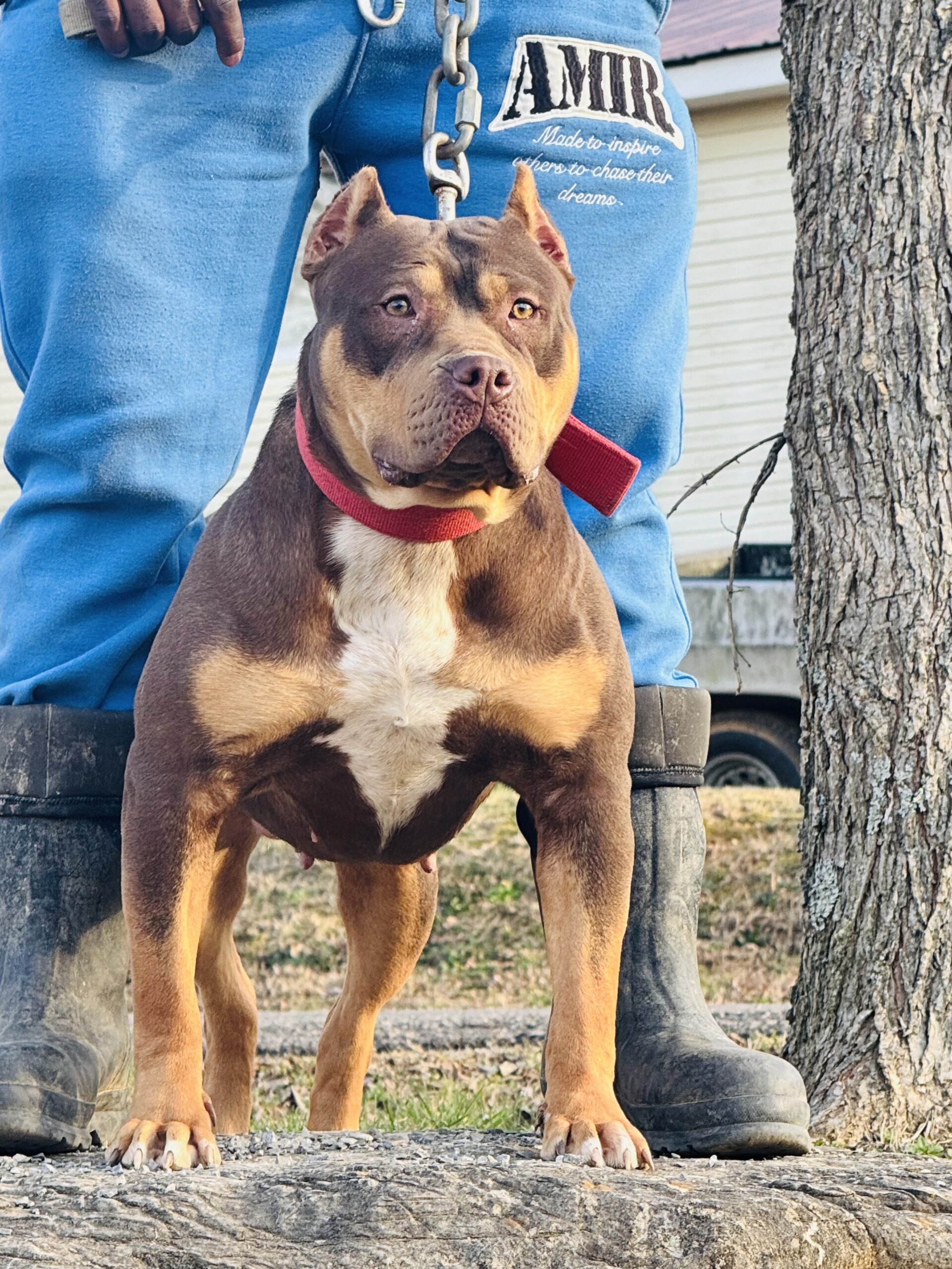 Dog Featured Image