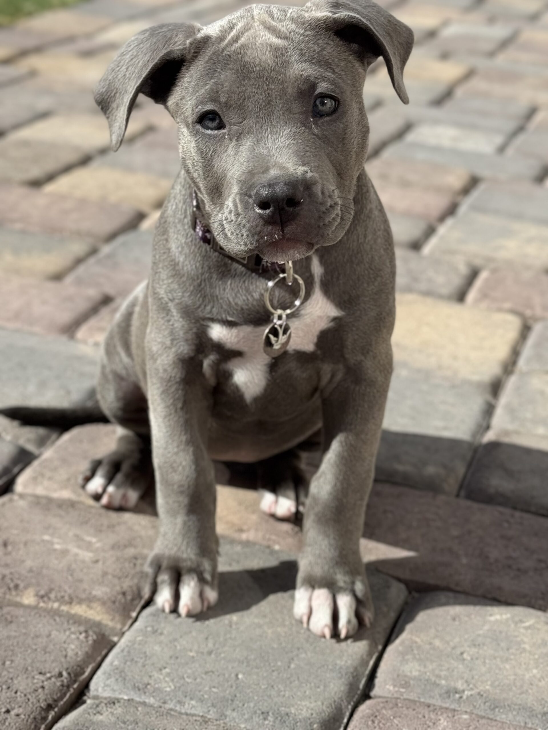 Dog Featured Image