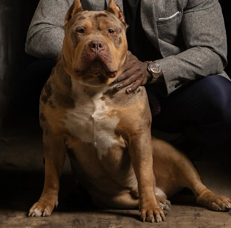 Dog Featured Image