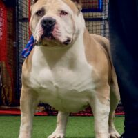 Dog Featured Image