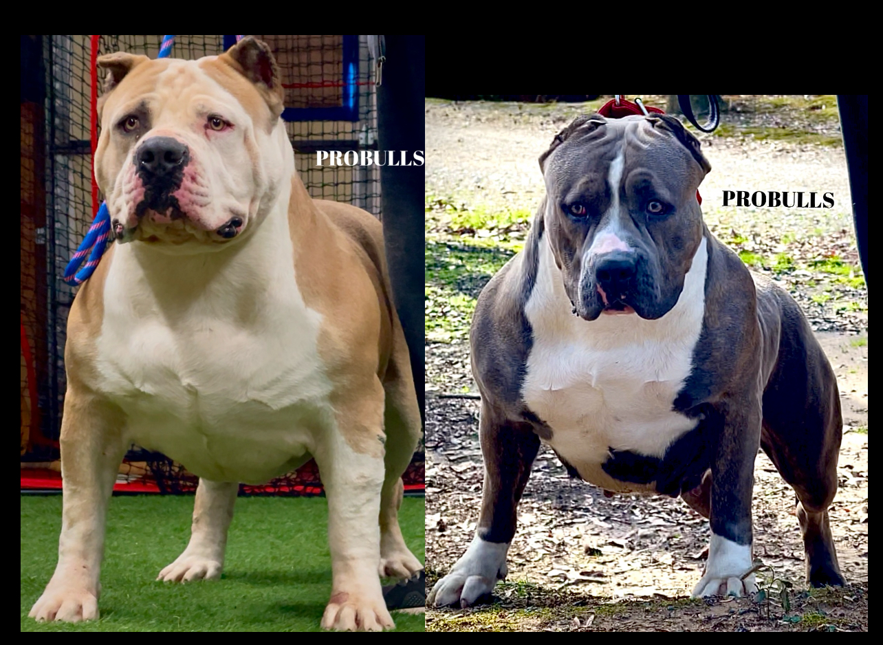 Dog Featured Image