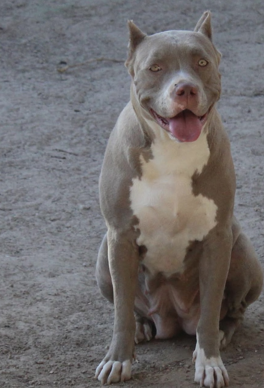 Dog Featured Image