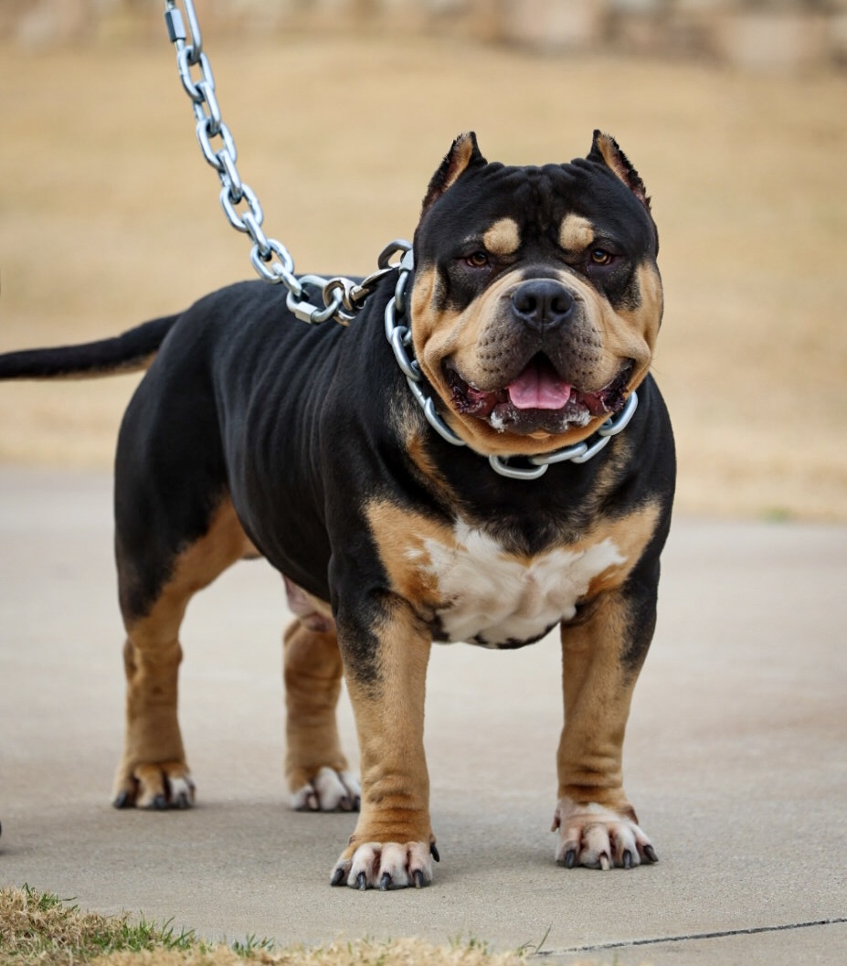 Dog Featured Image