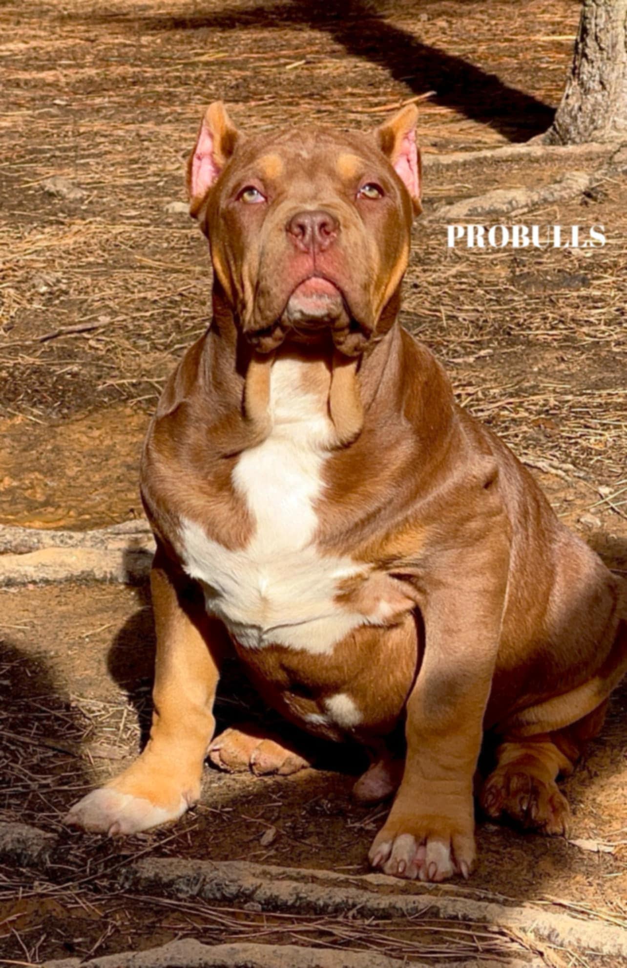 Dog Featured Image