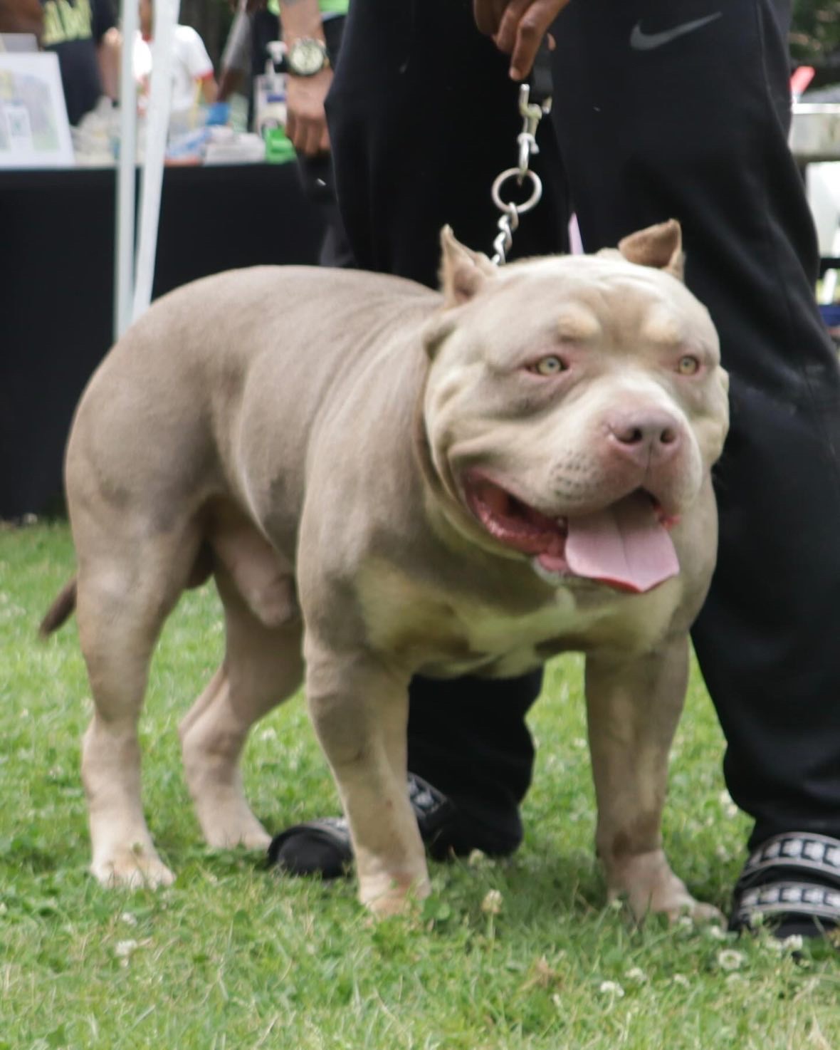 Dog Featured Image