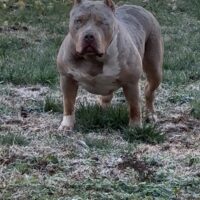 Dog Featured Image