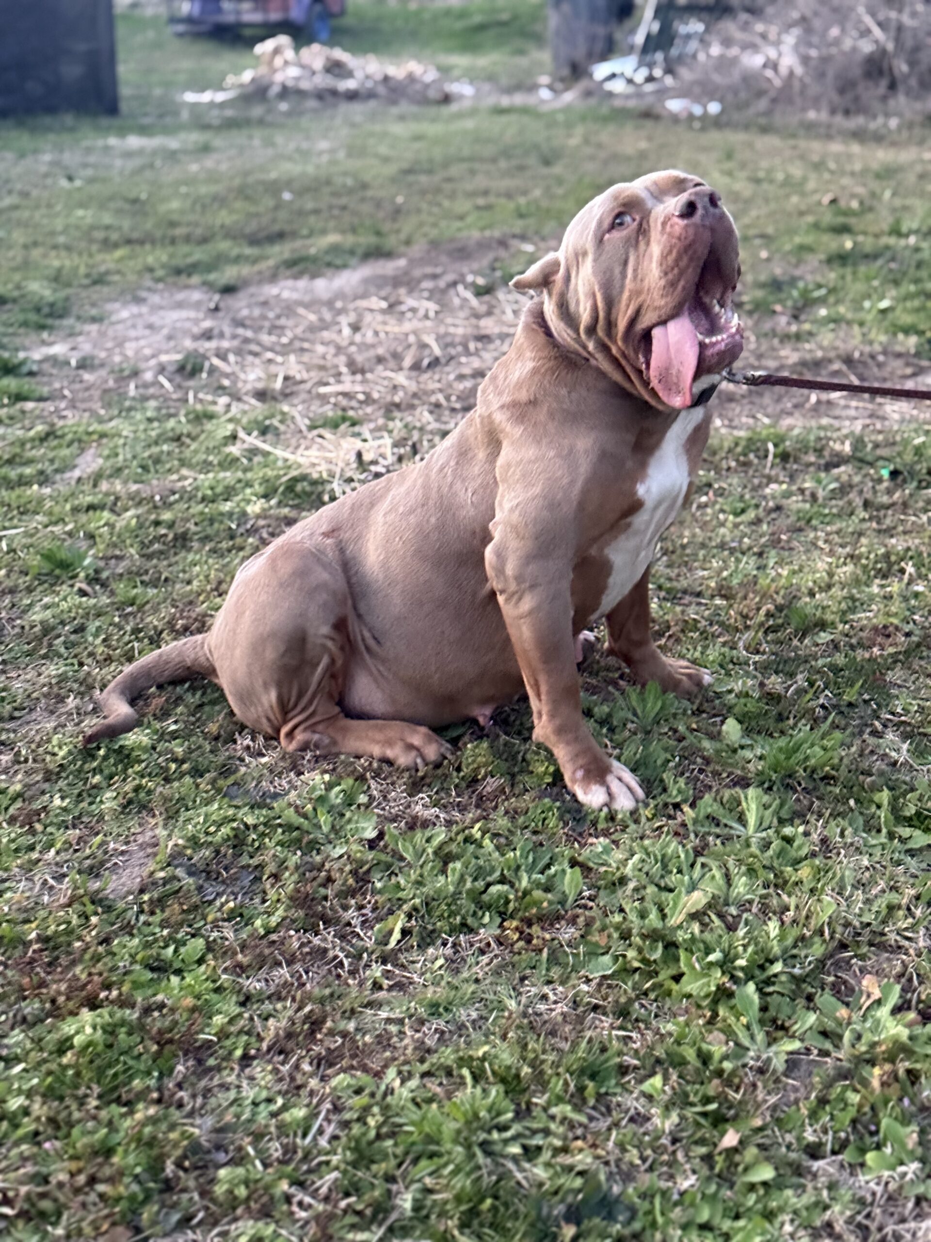 Dog Featured Image