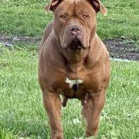 Dog Featured Image