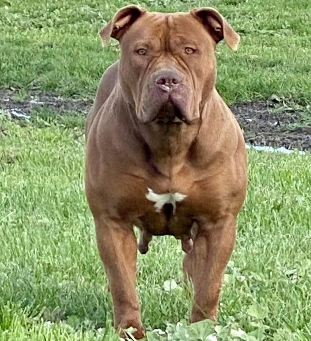 Dog Featured Image