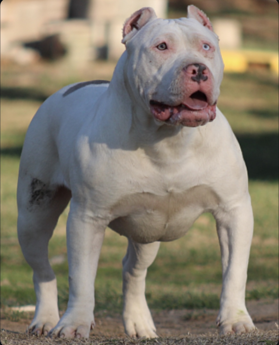 Dog Featured Image