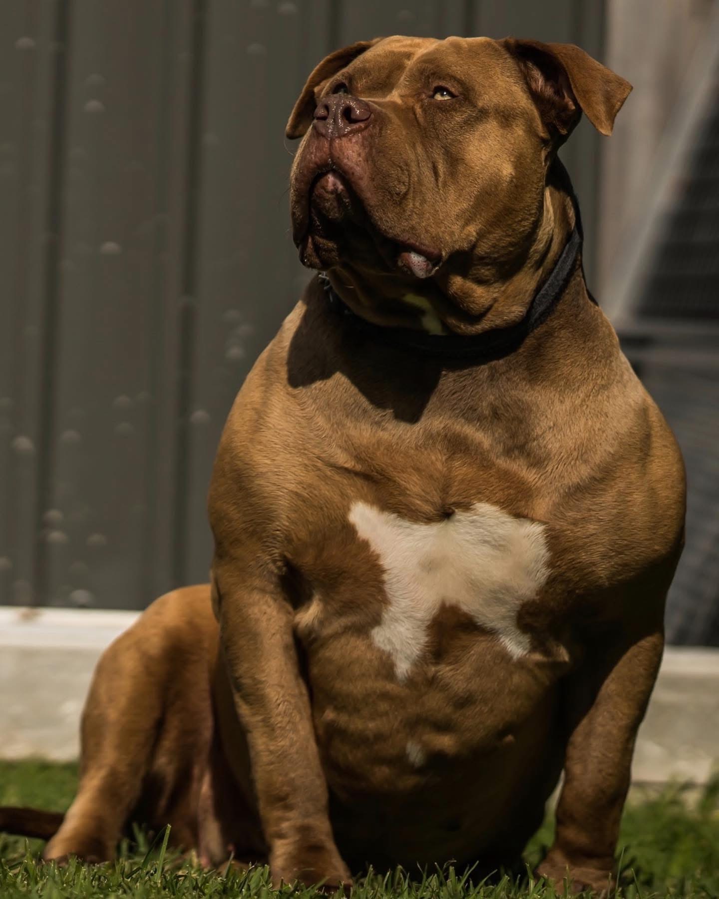 Dog Featured Image