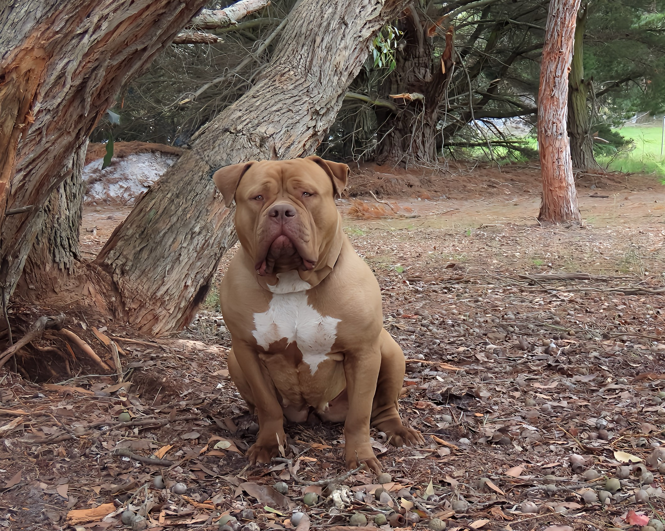 Dog Featured Image