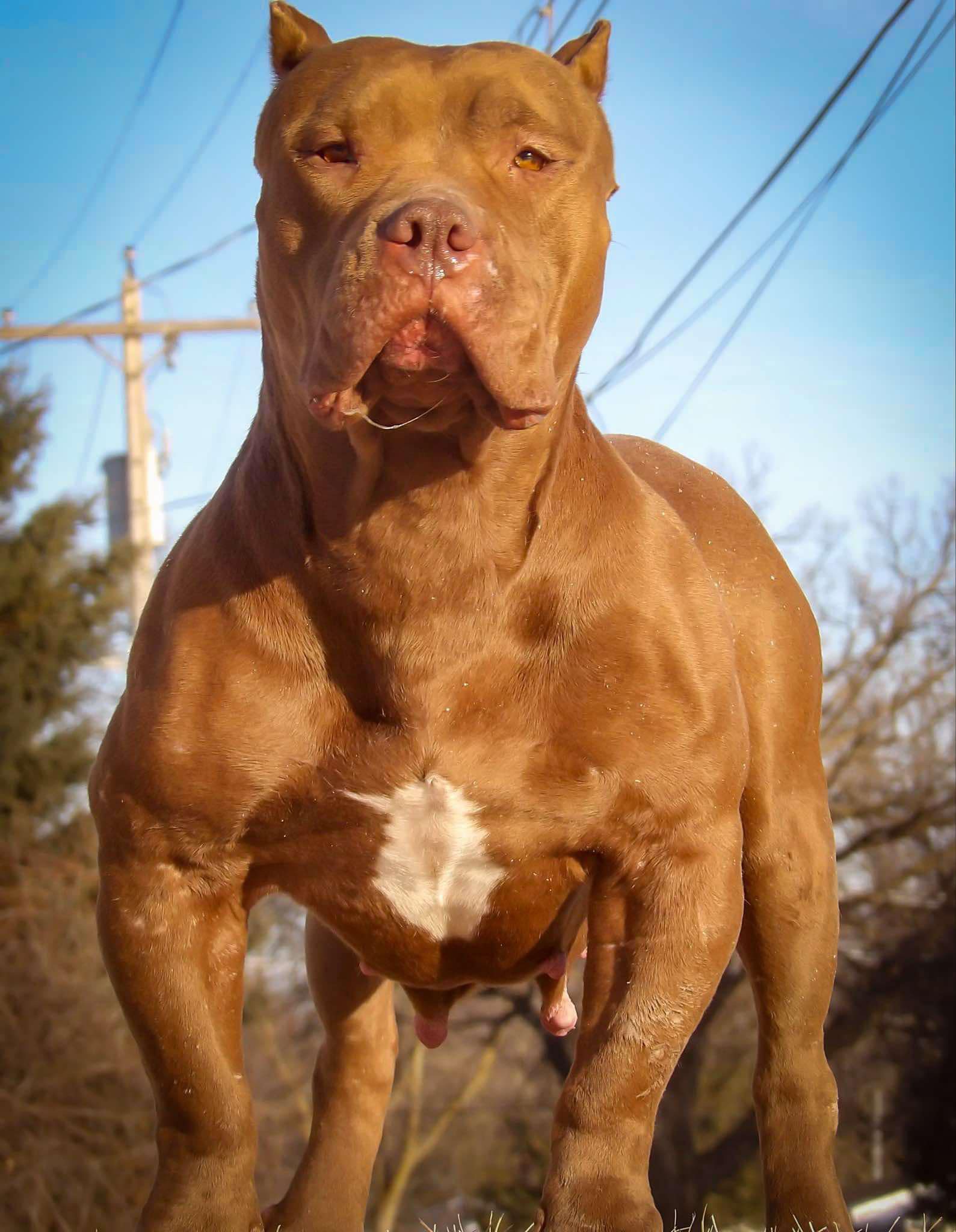 Dog Featured Image